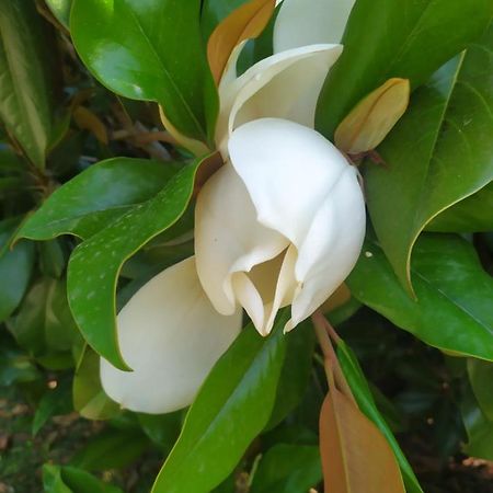 דירות Scanzano Jonico Magnolia House מראה חיצוני תמונה