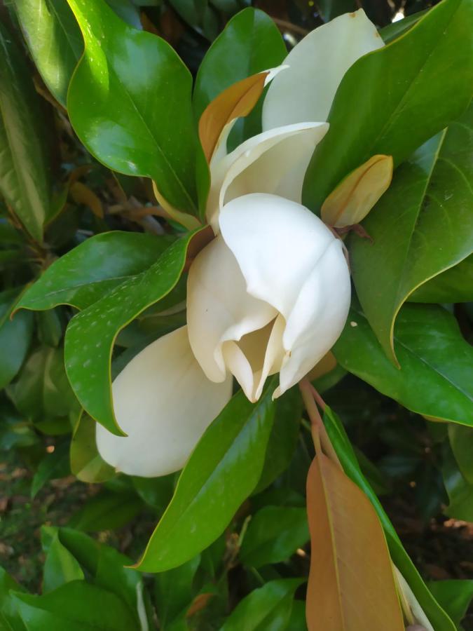 דירות Scanzano Jonico Magnolia House מראה חיצוני תמונה